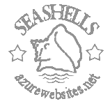 Seashells and Beach Decor
